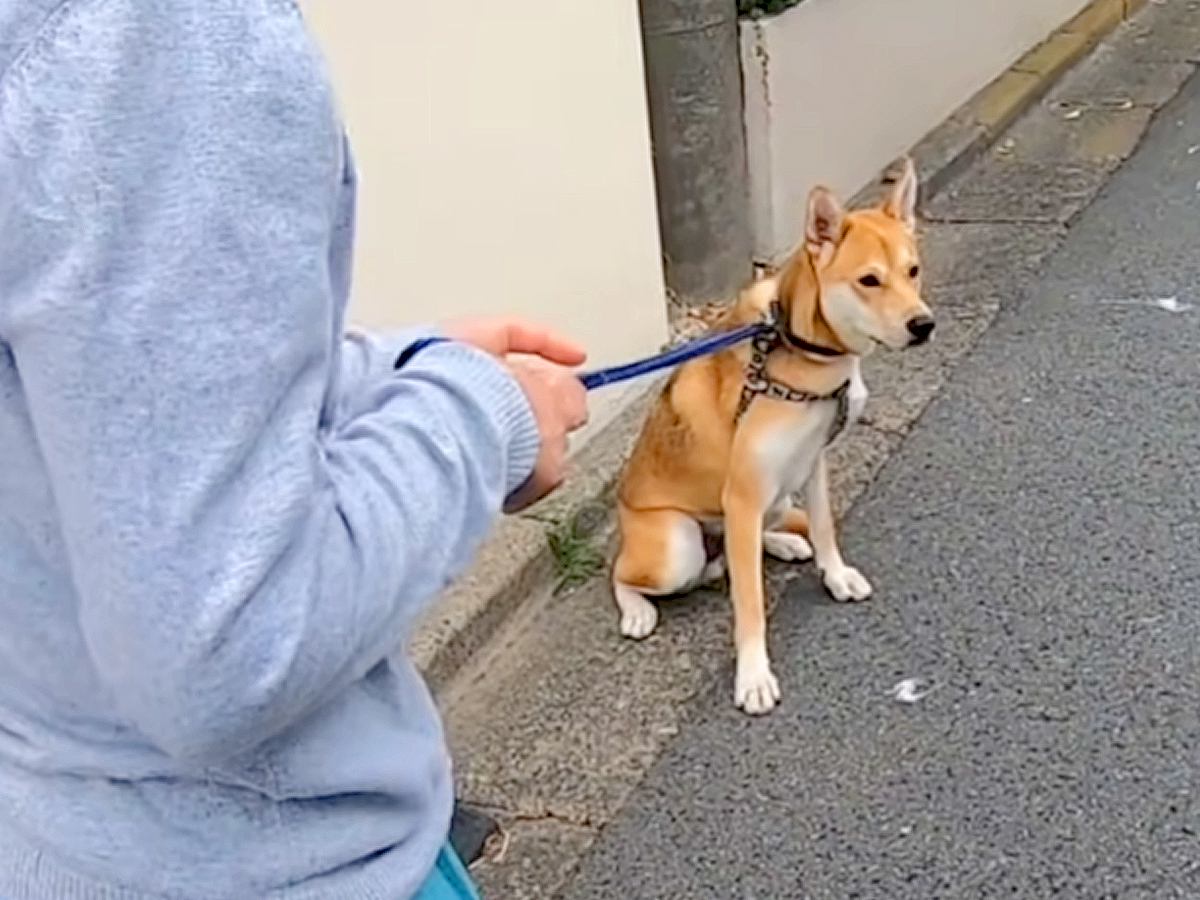 しぶしぶ散歩に行く犬→途中で『ランニング中のお母さん』に会った結果…わかりやす過ぎる『まさかの態度』に反響「めちゃ可愛い」「嬉しそう」