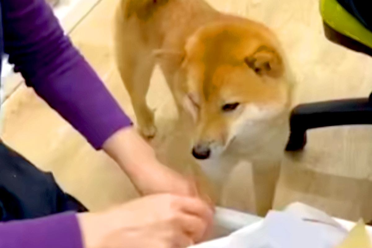 会社の『看板犬』として働くワンコ→一日が始まると…あまりにも可愛い『仕事っぷり』が56万再生「癒し担当」「最高すぎる…」と悶絶の声も