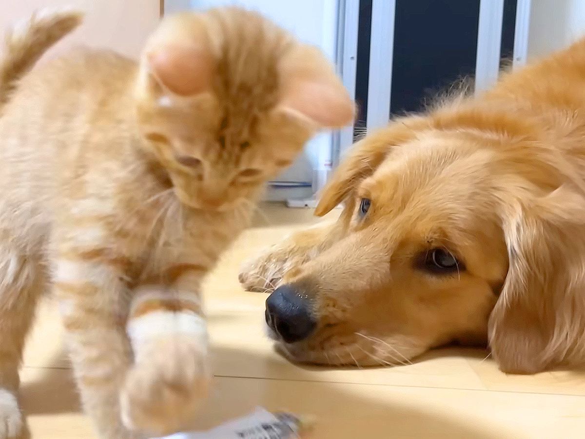 赤ちゃん猫が『大型犬に育てられた』1年半後…衝撃的な『完全に犬化してしまう姿』が15万再生「猫っぽくないw」「可愛すぎる…」と絶賛