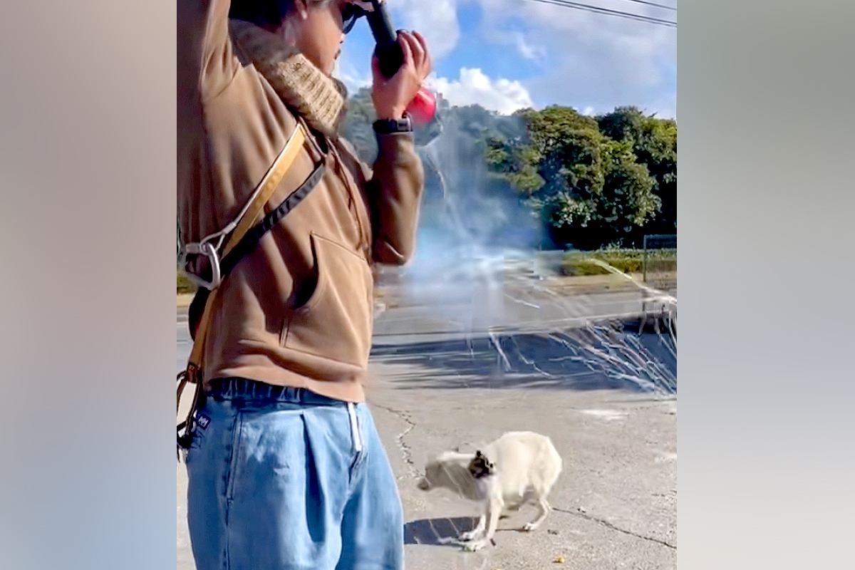 『ごめん、絶対に…』一度捕り逃した野犬→必死に逃げようとして…涙腺崩壊する『逃亡の理由』が100万再生「泣く」「真似できることじゃない」