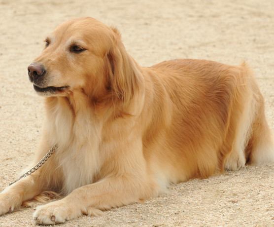 愛犬の毛替えを最速にする裏技！抜け毛の処理作業を劇的に時短できるテクニックを伝授します