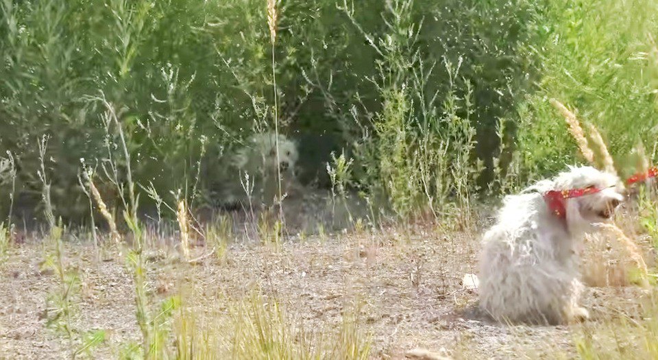 広い空地に捨てられた小型犬の親子。噛みつきにめげずに保護！