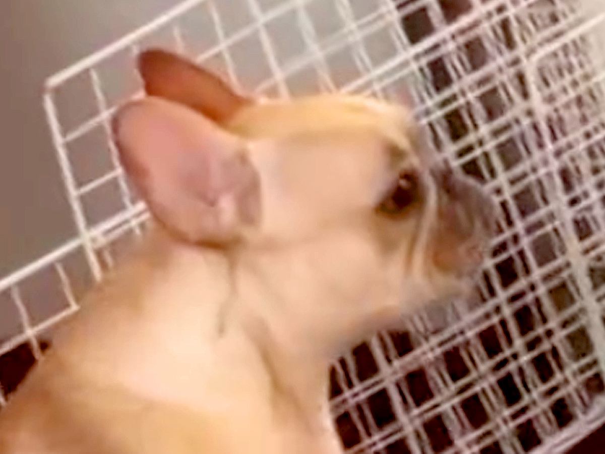 外出したら、娘から『犬の様子』が送られてきて…今すぐ帰りたくなる『子どものように泣く光景』が180万再生「ママ大好きなんだ」「可愛すぎ」