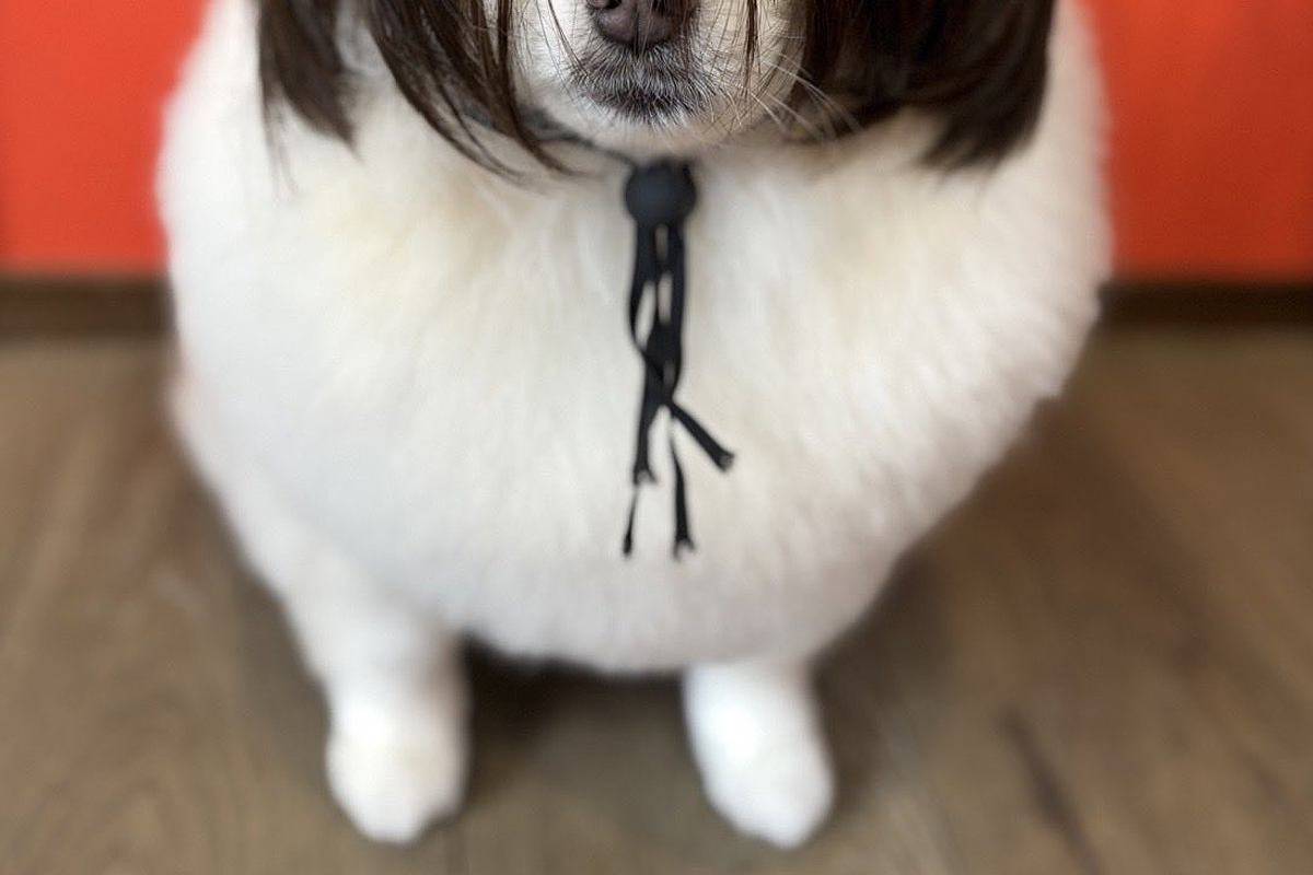 ハロウィンの時期に『犬をトリミングサロンに連れて行った』結果→『仮装写真』が送られてきて…まさかの光景に3万いいね「クセｗ」「表情最高」