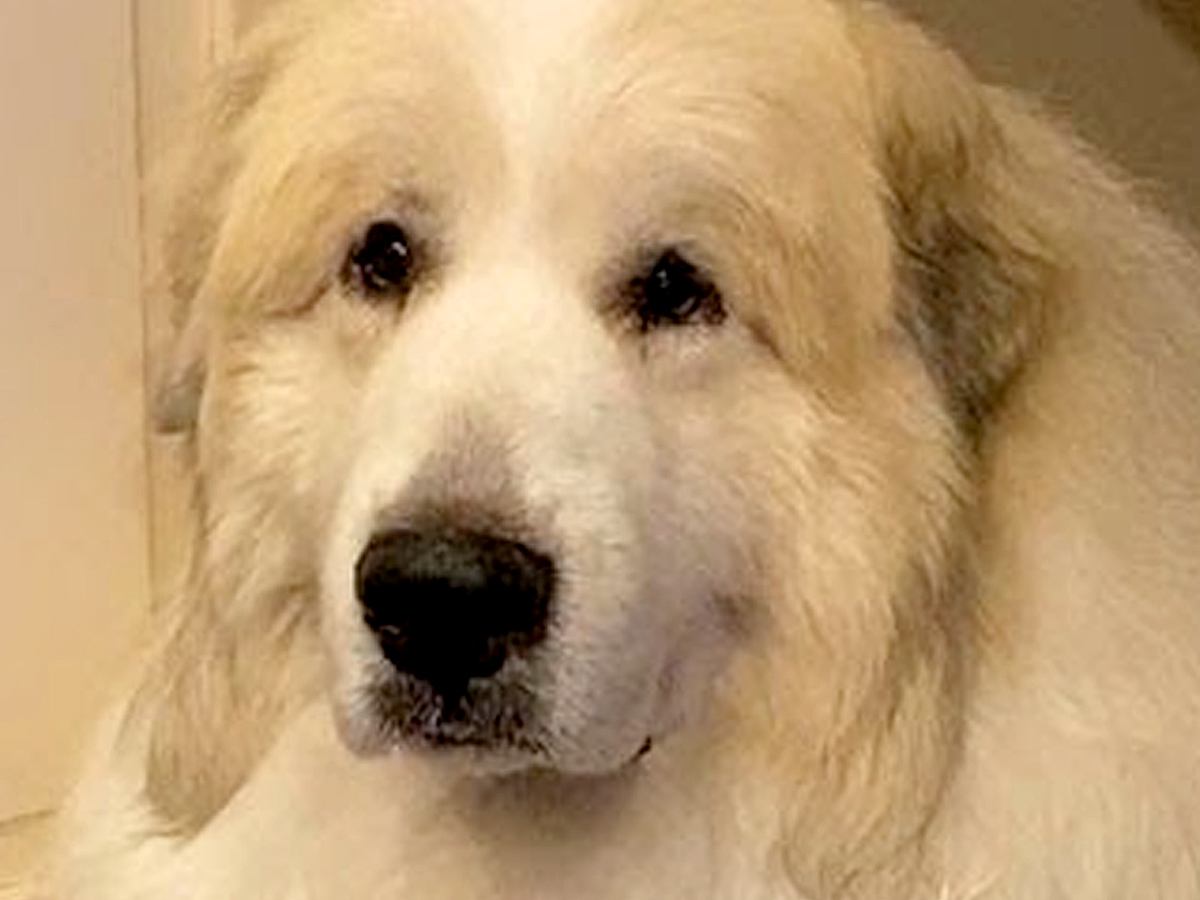 体が大きくてたくましい超大型犬→でも、雷が鳴ると…見た目とは裏腹な『あまりにも可愛い反応』が6万再生「赤ちゃん返り」「ぎゅーってしたい」
