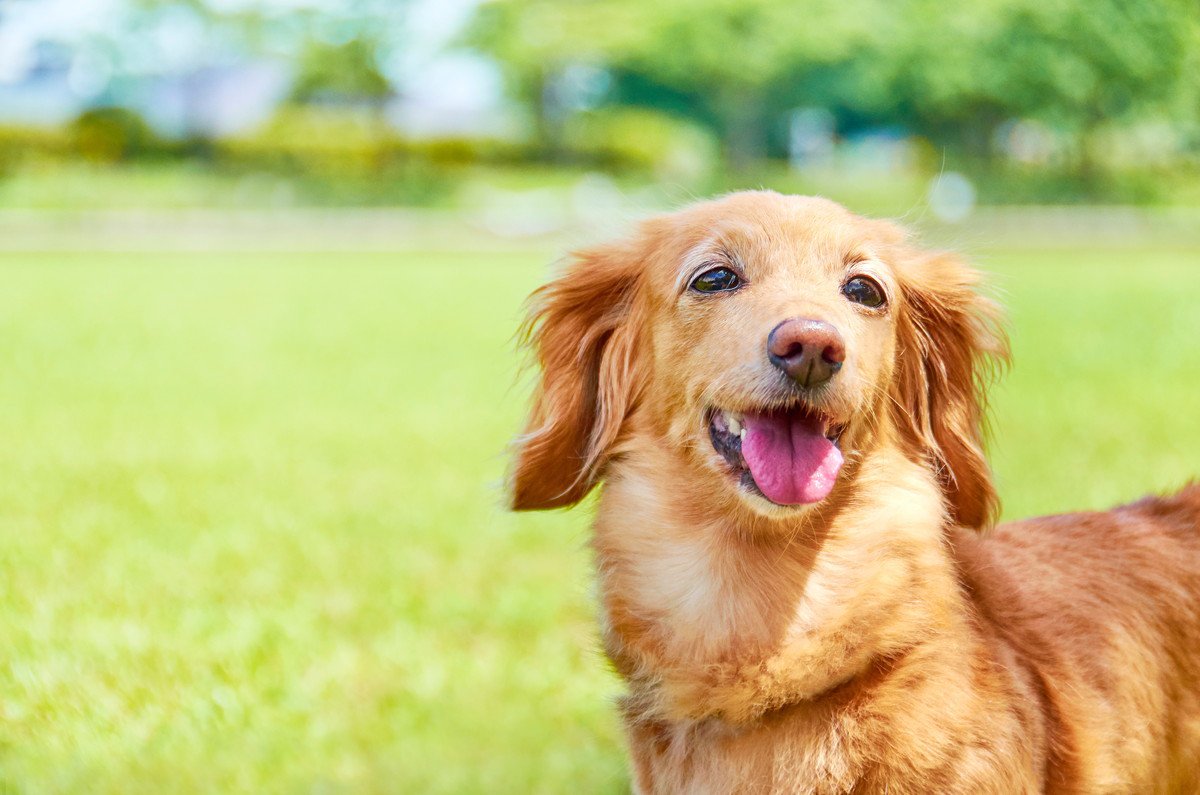 犬の『QOL』って何？幸せ度を高める3つのポイントを解説