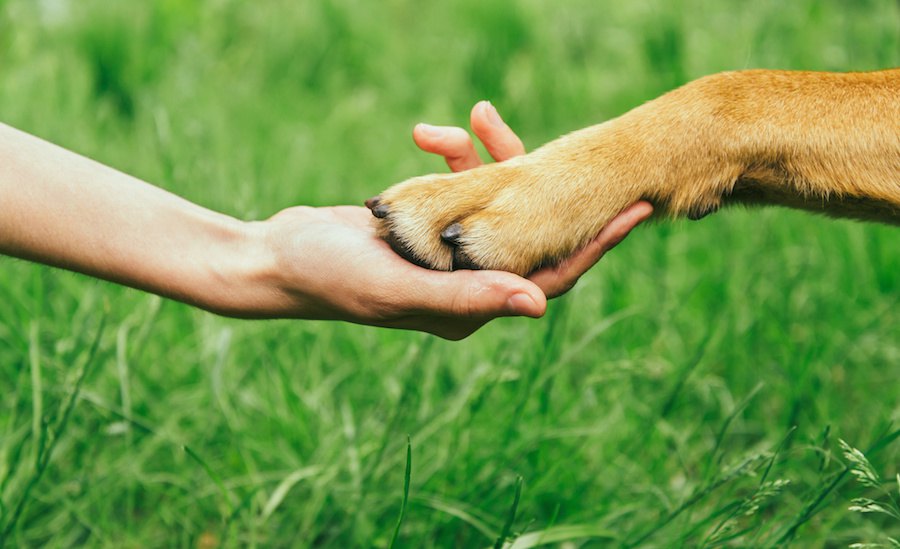 犬と過ごす幸せな時間～私たち飼い主に与えてくれる３つのこと～