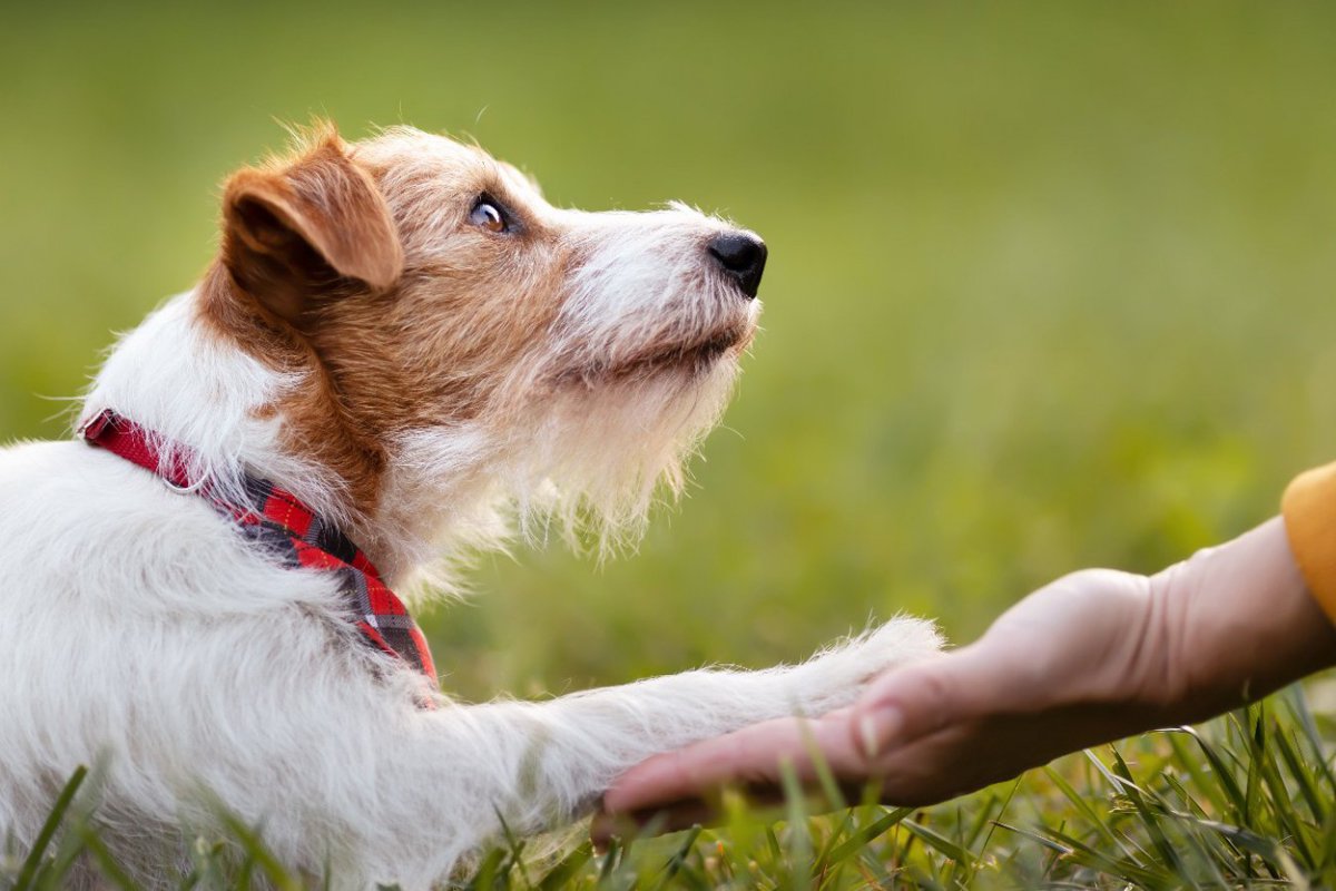 犬が『幸せ』を飼い主に伝えているときにする4つのサイン　表情や仕草で判断するコツとは？