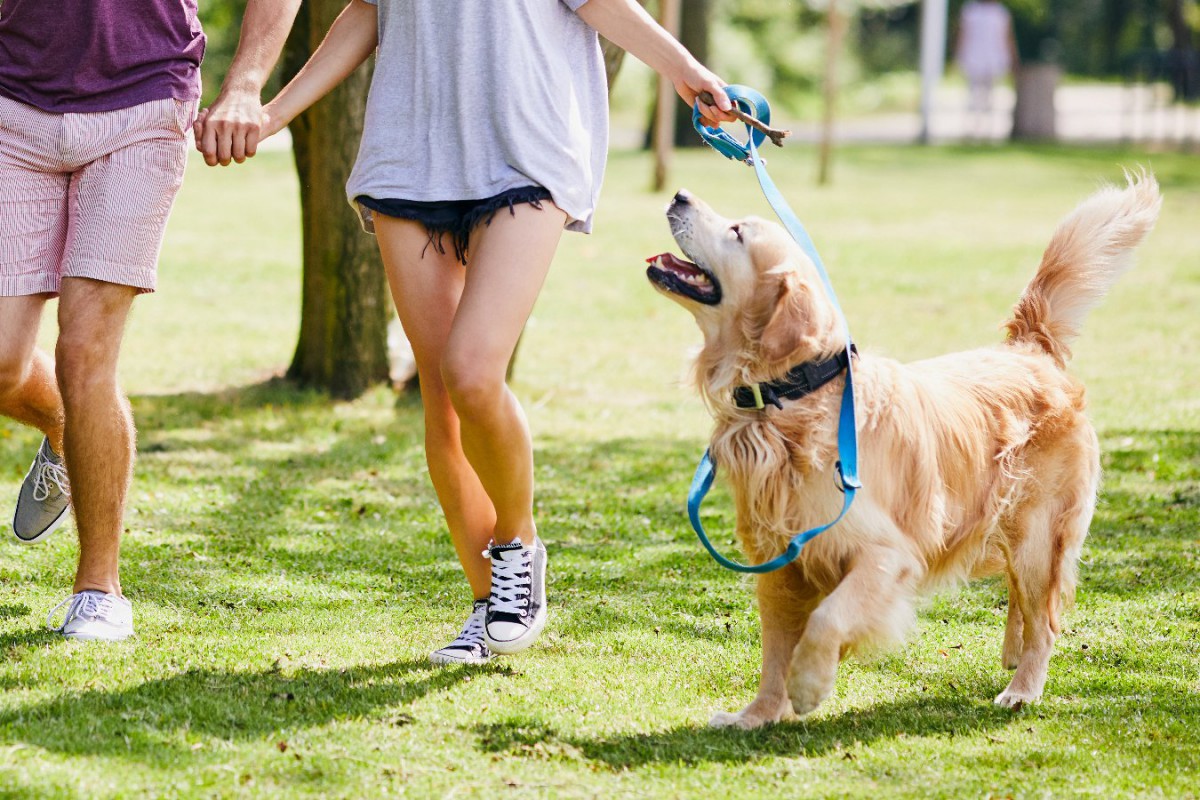 犬が『楽しい！』と感じる散歩のコツ3選