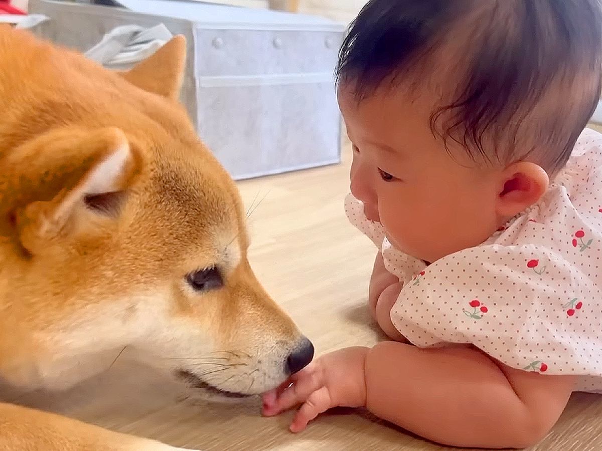 赤ちゃんが『生まれた瞬間から犬たちと過ごした』結果…3ヶ月後、ついに『存在に気付き始める光景』が149万再生「全員たまらん」「ほっこり」