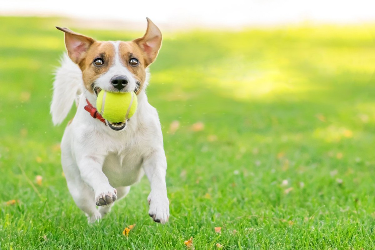 犬が大好きなボール遊び！上手な遊び方やおすすめ8選を紹介！