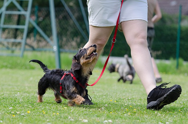 リーダーウォークのやり方！犬にしつける方法、教え方、練習手順まで