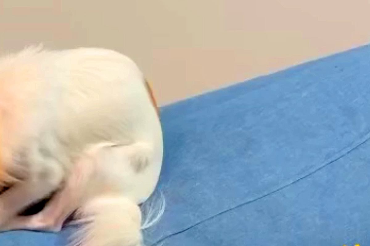 散歩嫌いな犬に『おさんぽいこっか』と声をかけた結果→行きたくなさすぎて…まさかの『隠れ方』が14万再生「丸見えで草」「シッポは正直ｗ」