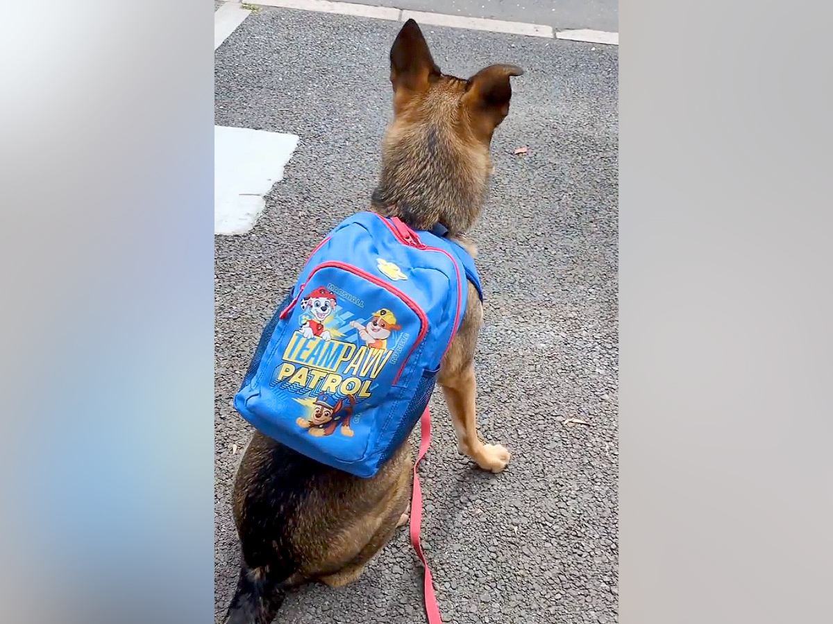 ドッグスクールに行く日の犬→お弁当が楽しみで…人間の子どものような光景が微笑ましすぎると123万再生「可愛すぎてニヤニヤ」「愛を感じる」