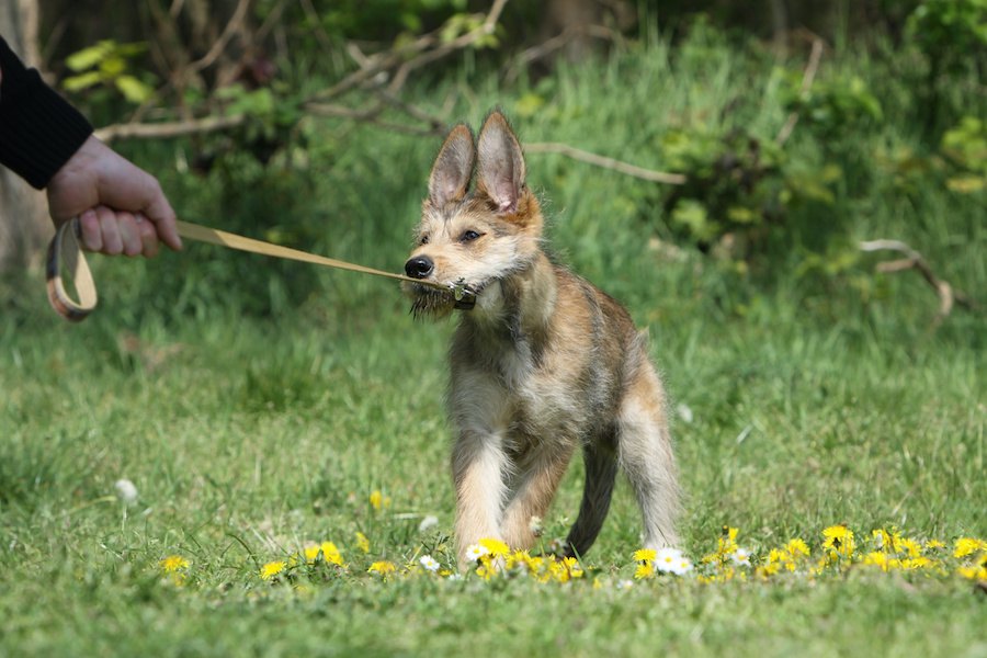 犬がしている『散歩から帰りたくないサイン』５選