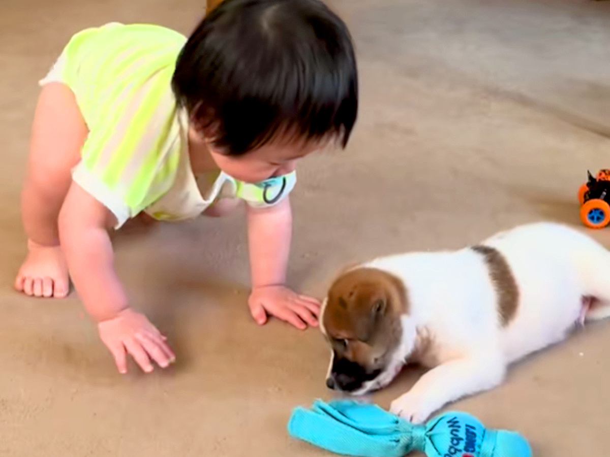 赤ちゃんと保護子犬が一緒に成長した結果…泣けるほど尊い『愛情いっぱいの記録』とまさかのビフォーアフターに「ほっこり」「幸せだね」と反響