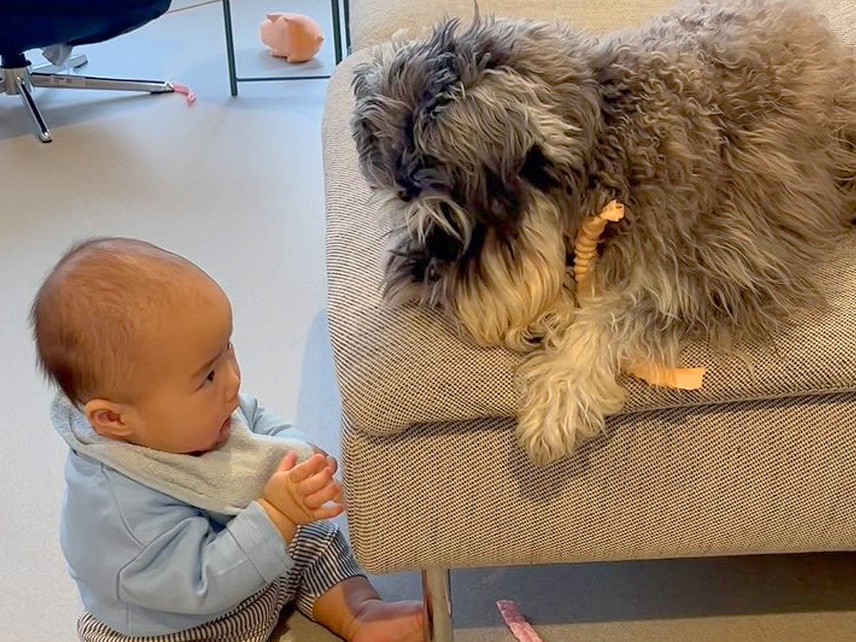 0歳の赤ちゃんとお兄ちゃん犬→思った以上に平和な『おもちゃの取り合い』に「何回も見ちゃう可愛さｗ」「本当に優しい」と絶賛の声