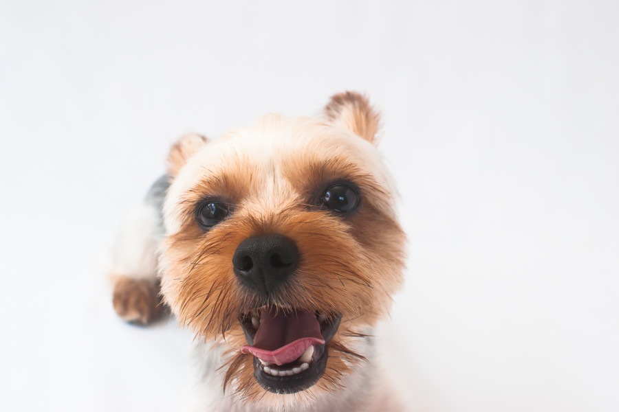 犬の鼻の色が変わる原因と考えられる病気