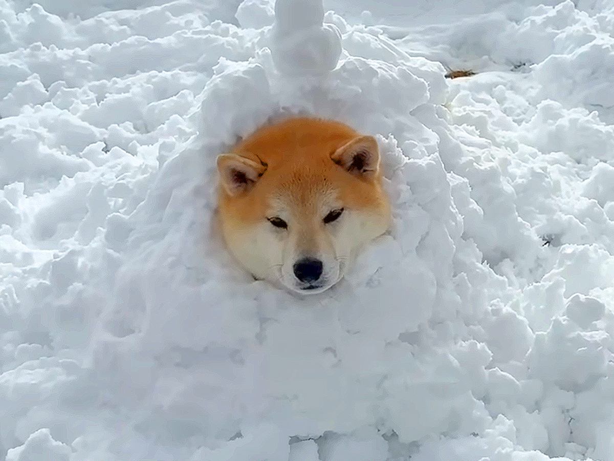 雪山で『かまくら』を作った結果、犬が…思った以上に『気に入り過ぎてしまう光景』が20万再生「まんざらじゃないｗ」「斬新すぎる」と爆笑