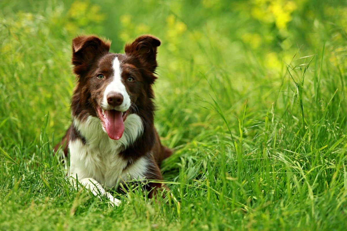 犬が『雑草』を食べるのはなぜ？4つの心理や考えられるリスクまで解説