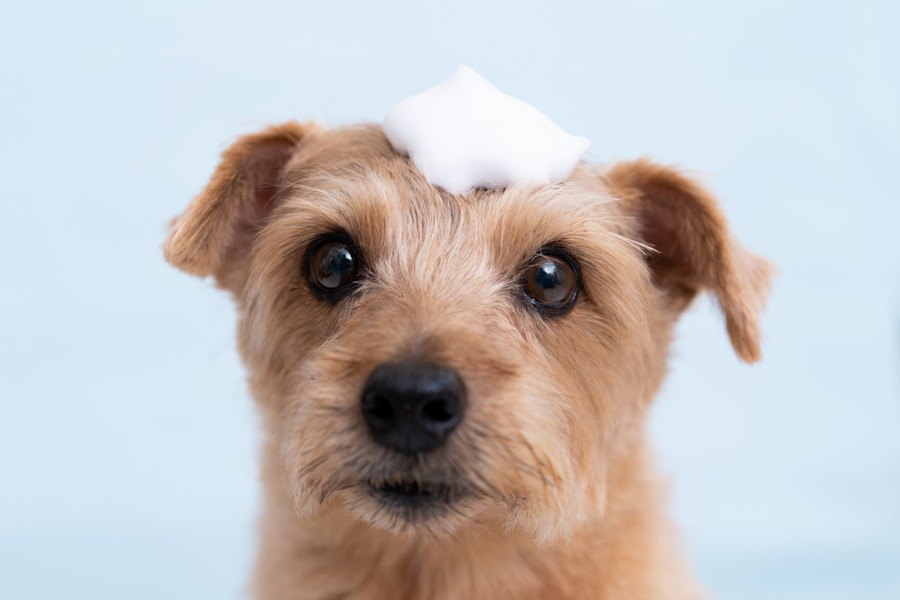 犬の体が臭い時の原因３選！体臭を抑えるにはどうすればいいの？