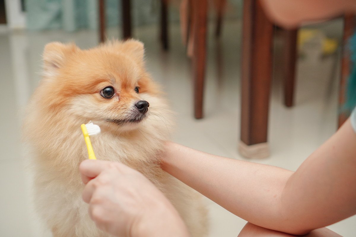犬が『歯磨きを拒否』するときの対処法はある？苦手克服に向けた改善策まで
