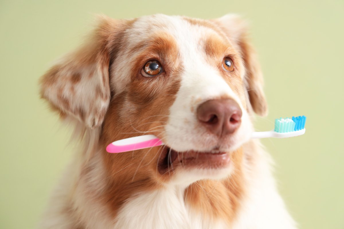 犬の『口臭』が悪化するNG行為6選　ニオイが酷くなる原因や対処法まで