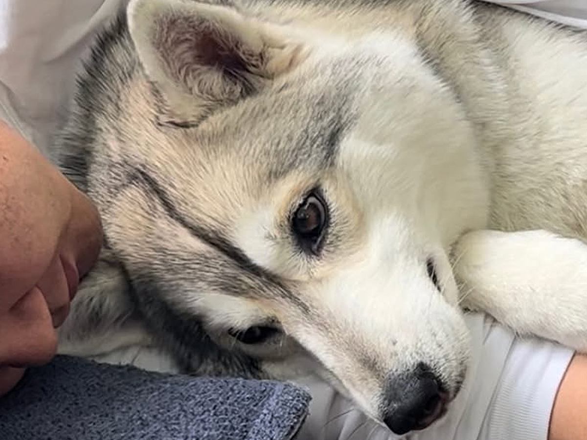 『夫と大型犬がイチャイチャしている』と思ったら…妻が目撃した『衝撃的な光景』が44万再生「強敵現るｗｗ」「ドヤ顔で草」と爆笑の声