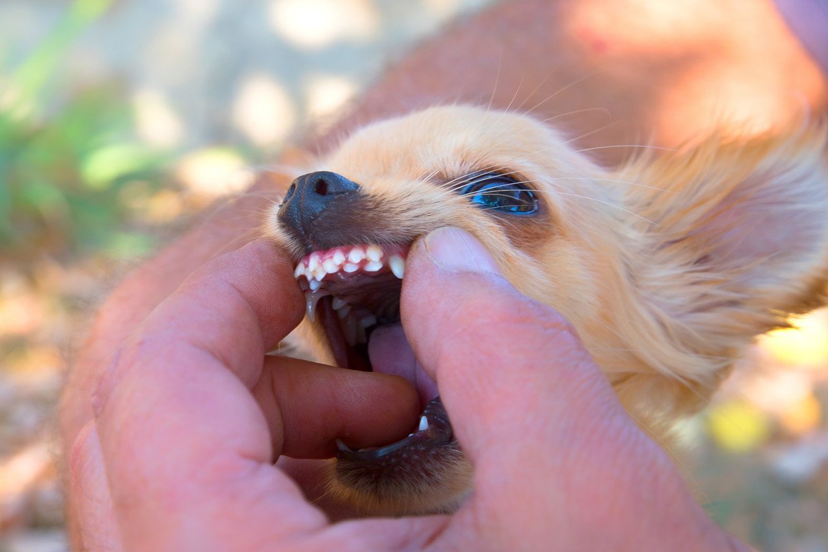 犬の『口腔内トラブル』を招くNG行為4選　口臭が悪化する飼い主がやりがちな行動まで