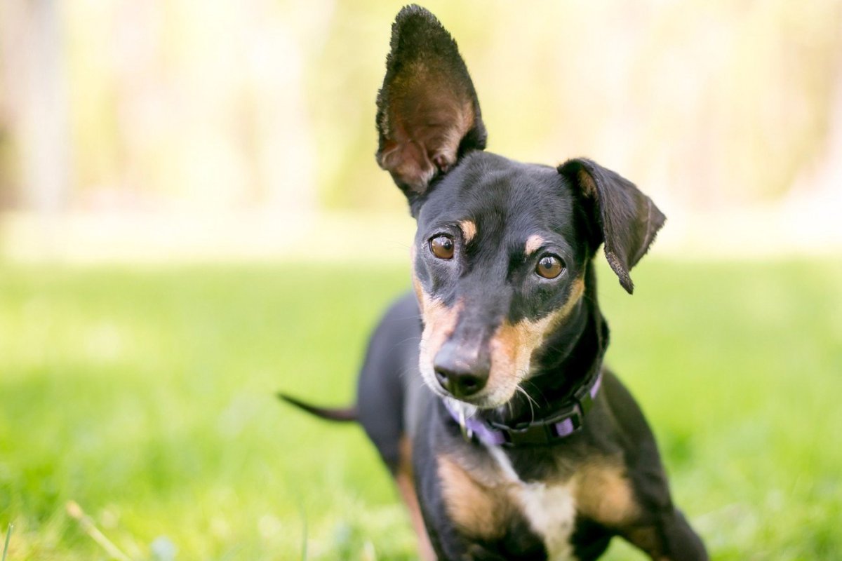 繰り返す「中耳炎」に悩む犬の飼い主さんへ…手術後も再発した症例に効いた『免疫療法』という選択肢【獣医が解説】