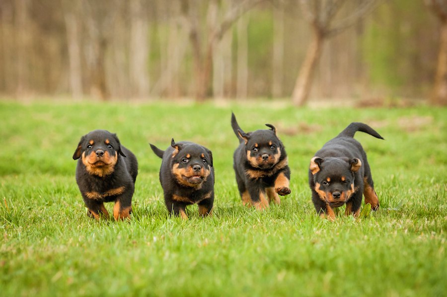 犬の『性格』はどうやって決まるの？