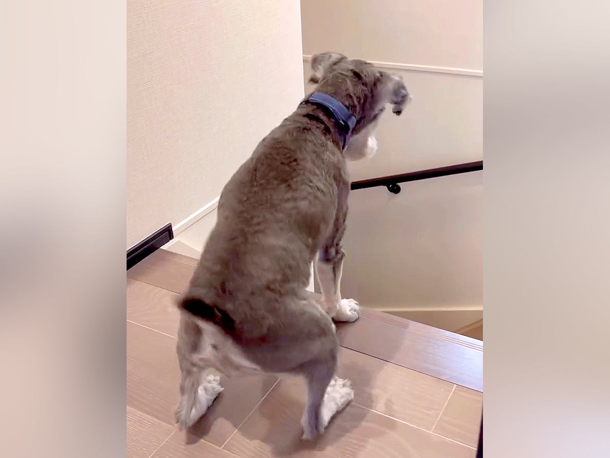 『大好きなおばあちゃんがきた！』と大興奮する犬→違う人だった結果…辛辣すぎる『素直なリアクション』が146万再生「わかりやすくて草」の声