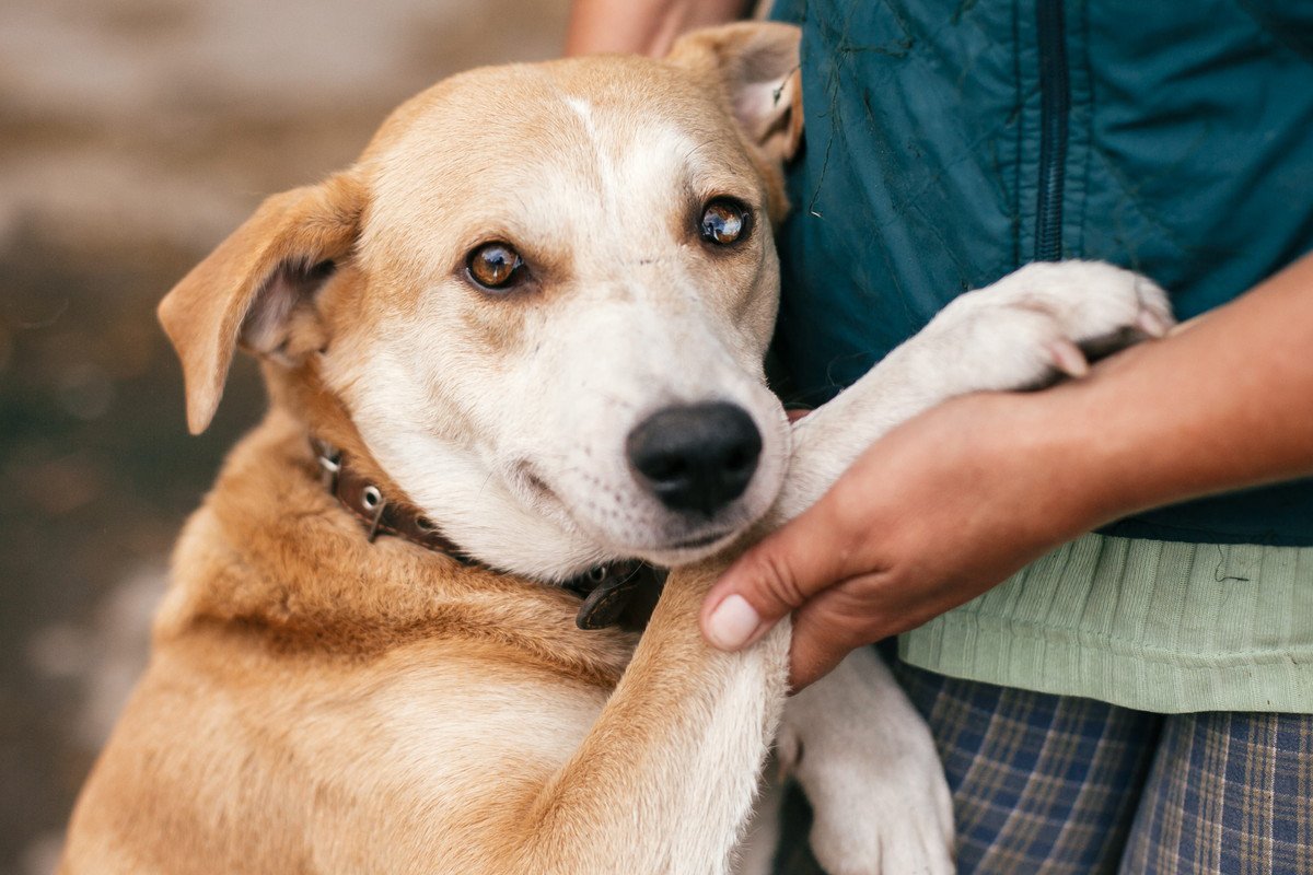 毎日会っているのになぜ？犬が飼い主と『再会するたびに大喜びする』２つの理由