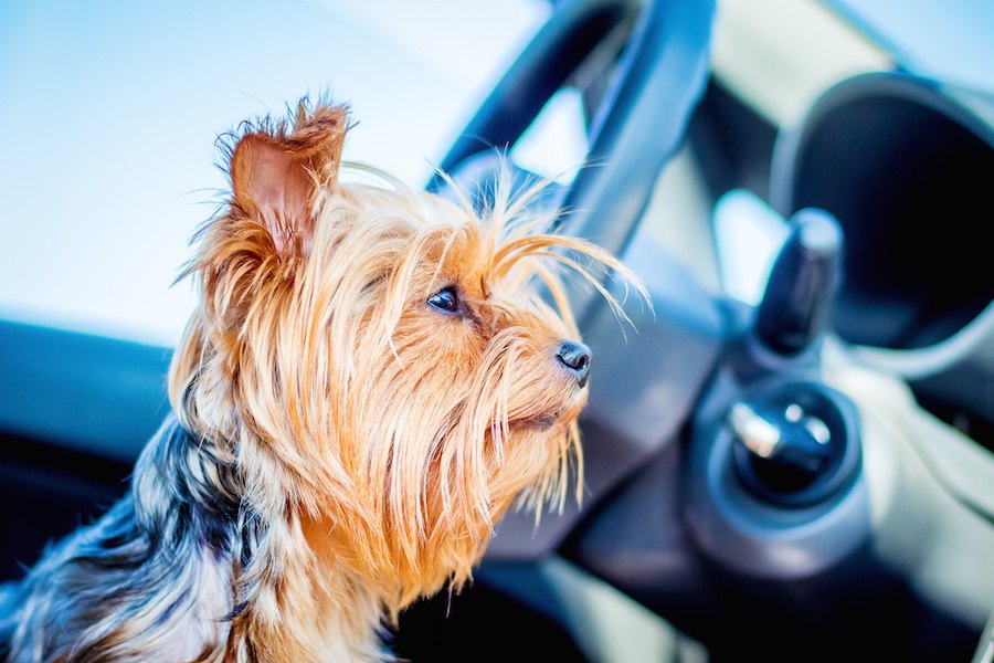 楽しんでる？犬が飼い主との旅行で感じるストレス３つ