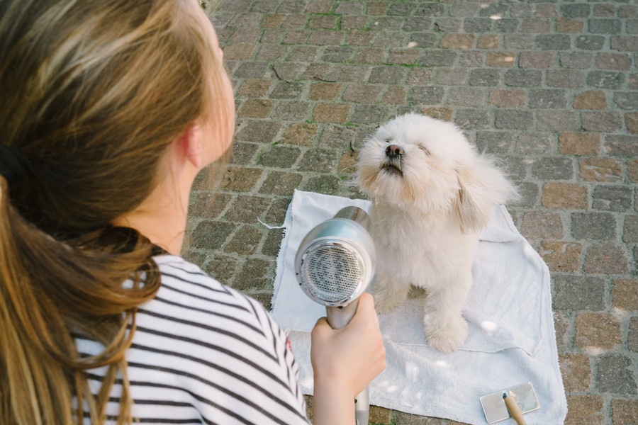 犬にドライヤーをかける時のNG行為５選