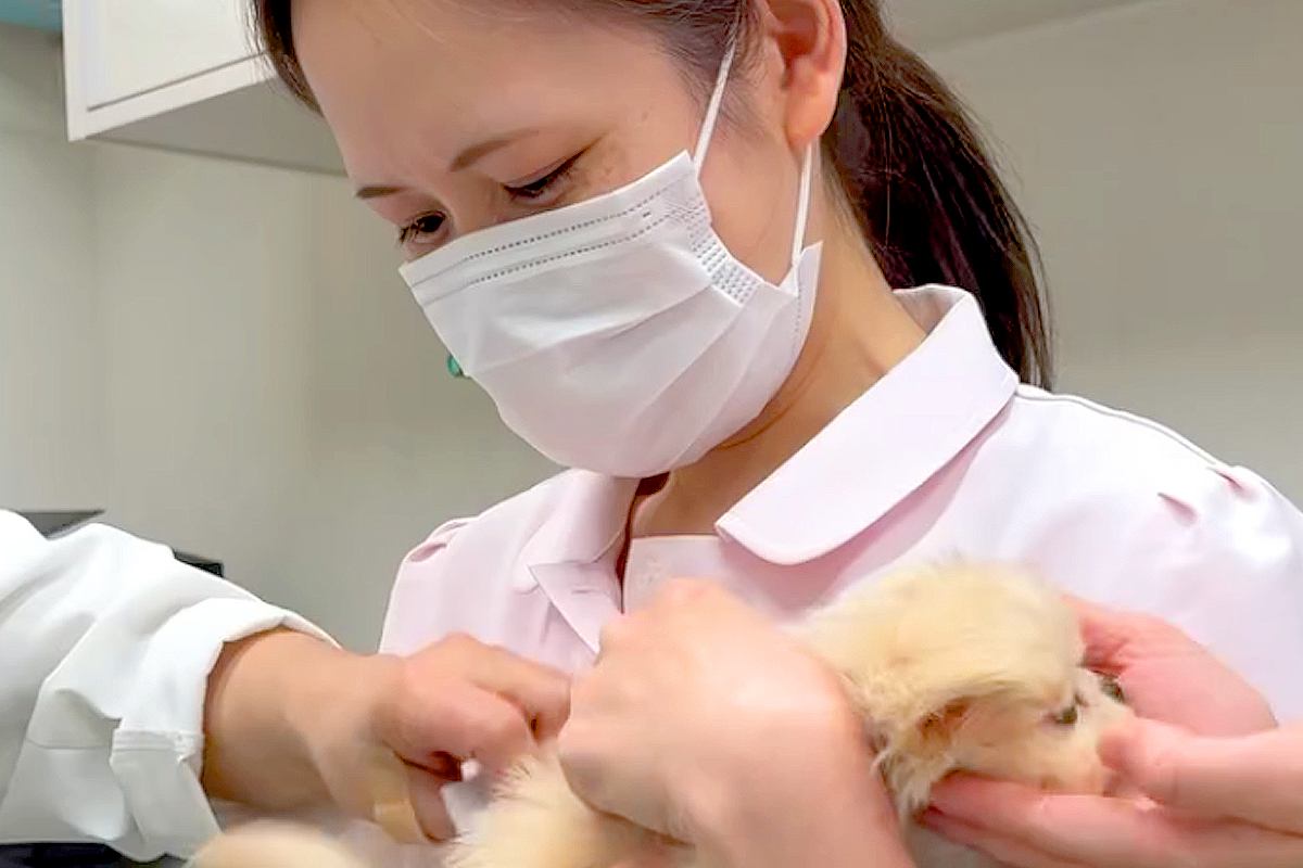 病院に注射を打ちに来た赤ちゃん犬→『怖がらないように』と、女医さんたちが…思った以上の光景が107万再生「全員可愛いｗ」「安心感すごい」