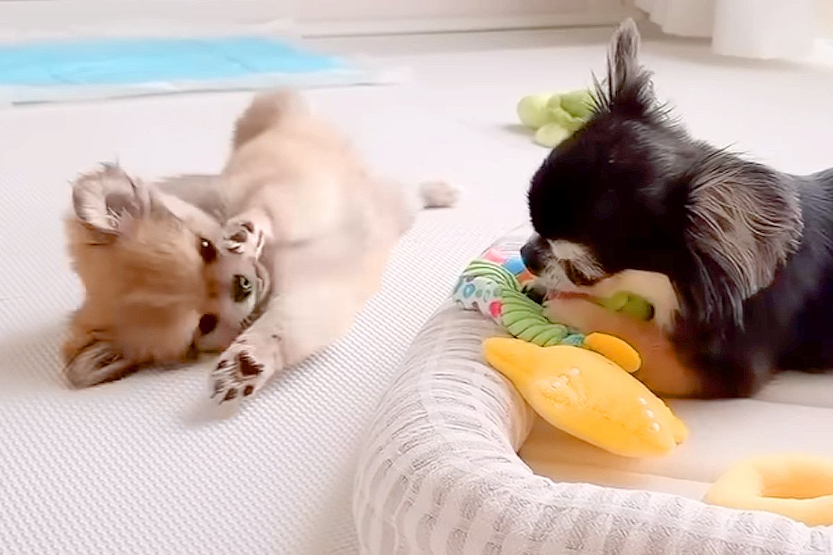 赤ちゃん犬が『先輩犬に怒られてしまった』結果→『しょんぼりするかな』と思ったら…まさかの展開が24万再生「笑ったｗ」「やんちゃ大爆発」