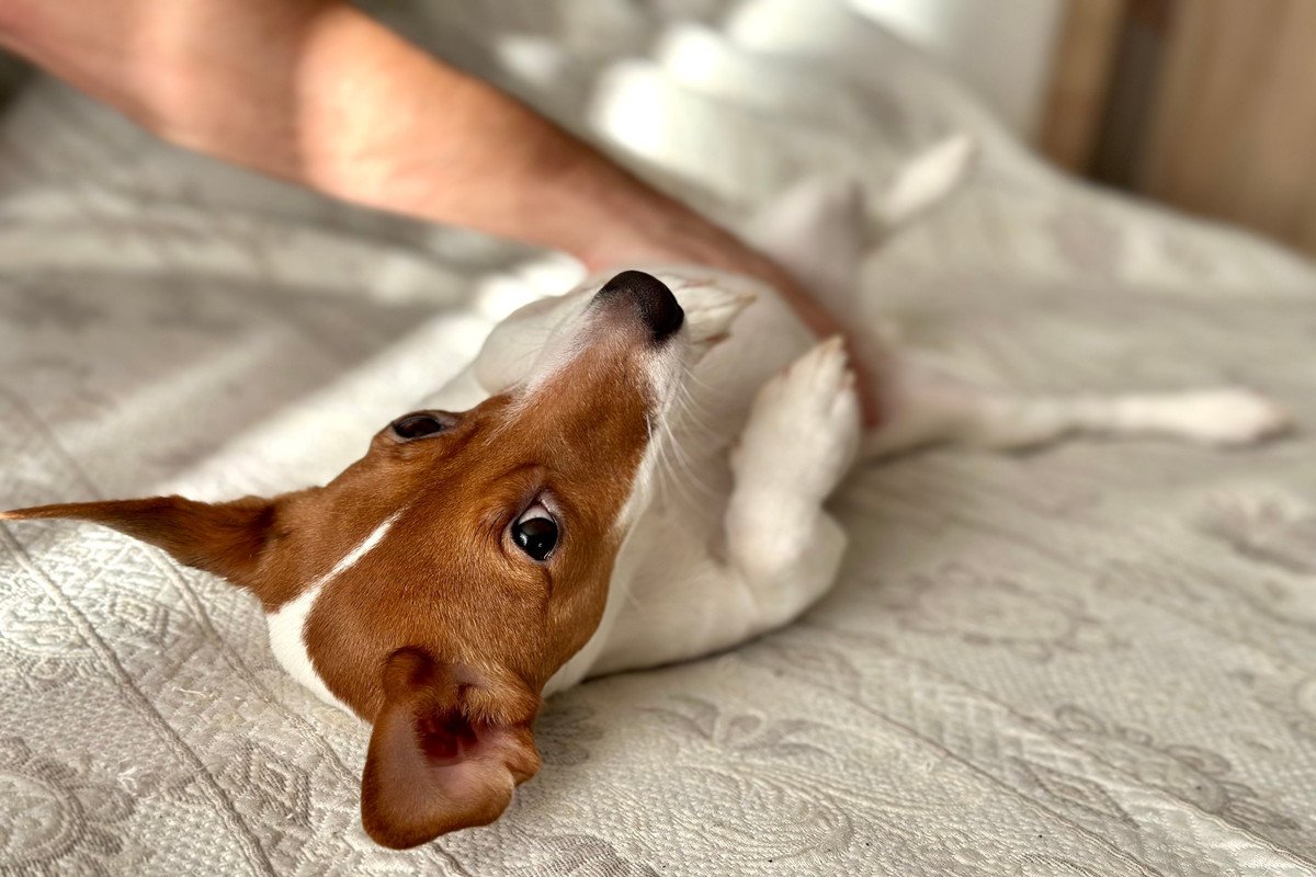 犬の『おなら』が臭い理由3つ　ニオイがキツくなってしまう原因や病気の可能性まで