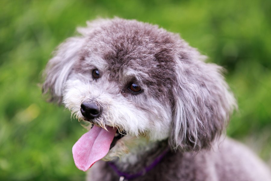 シュナプーの飼い方！性格や特徴、子犬の値段について