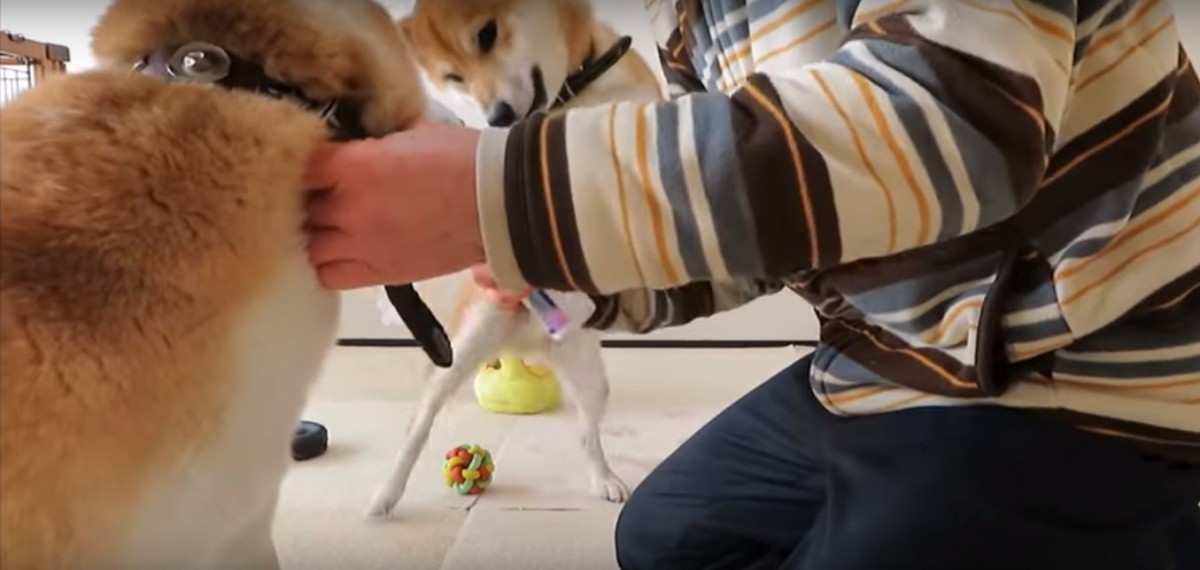 先輩犬の耳掃除に全力で参加していくスタイルの柴犬ちゃん