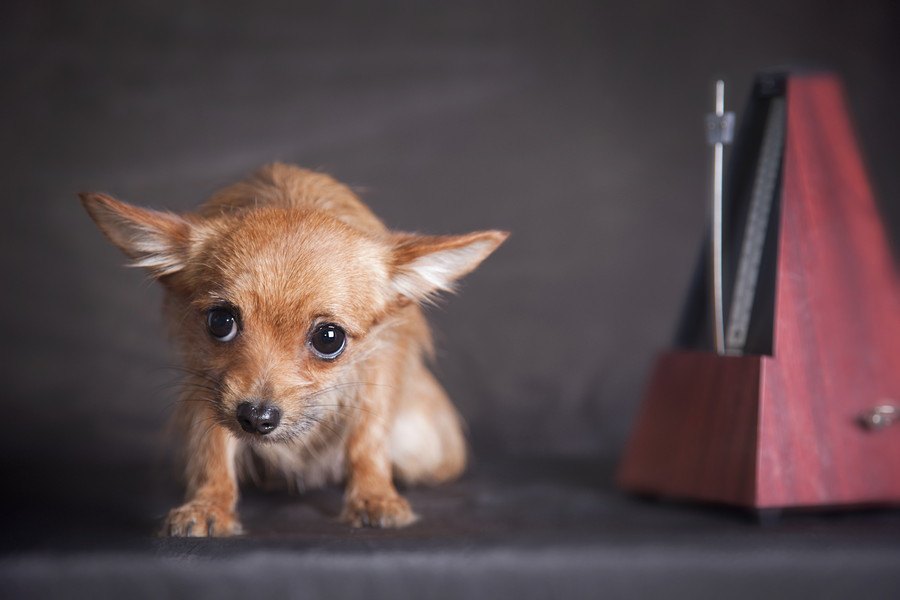 気づかないうちにやってるかも？犬がストレスを感じる飼い主の動き６つ