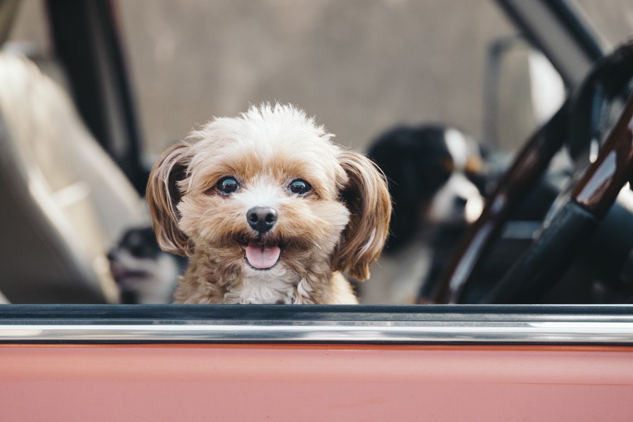 犬と初めて行く場所に出かける時に必要なこと５つ