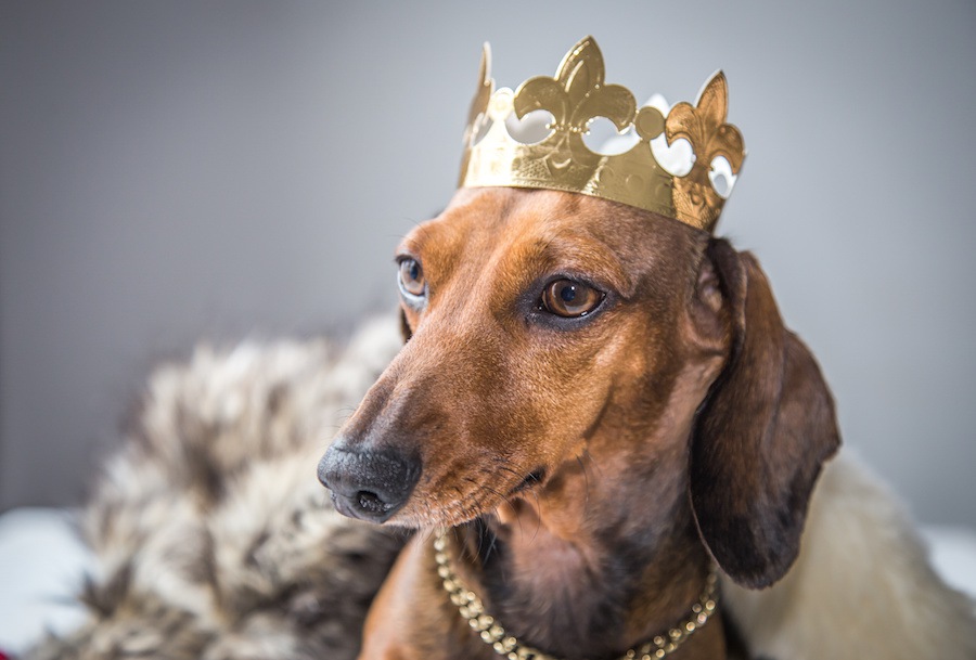 犬のわがまま度チェック5項目