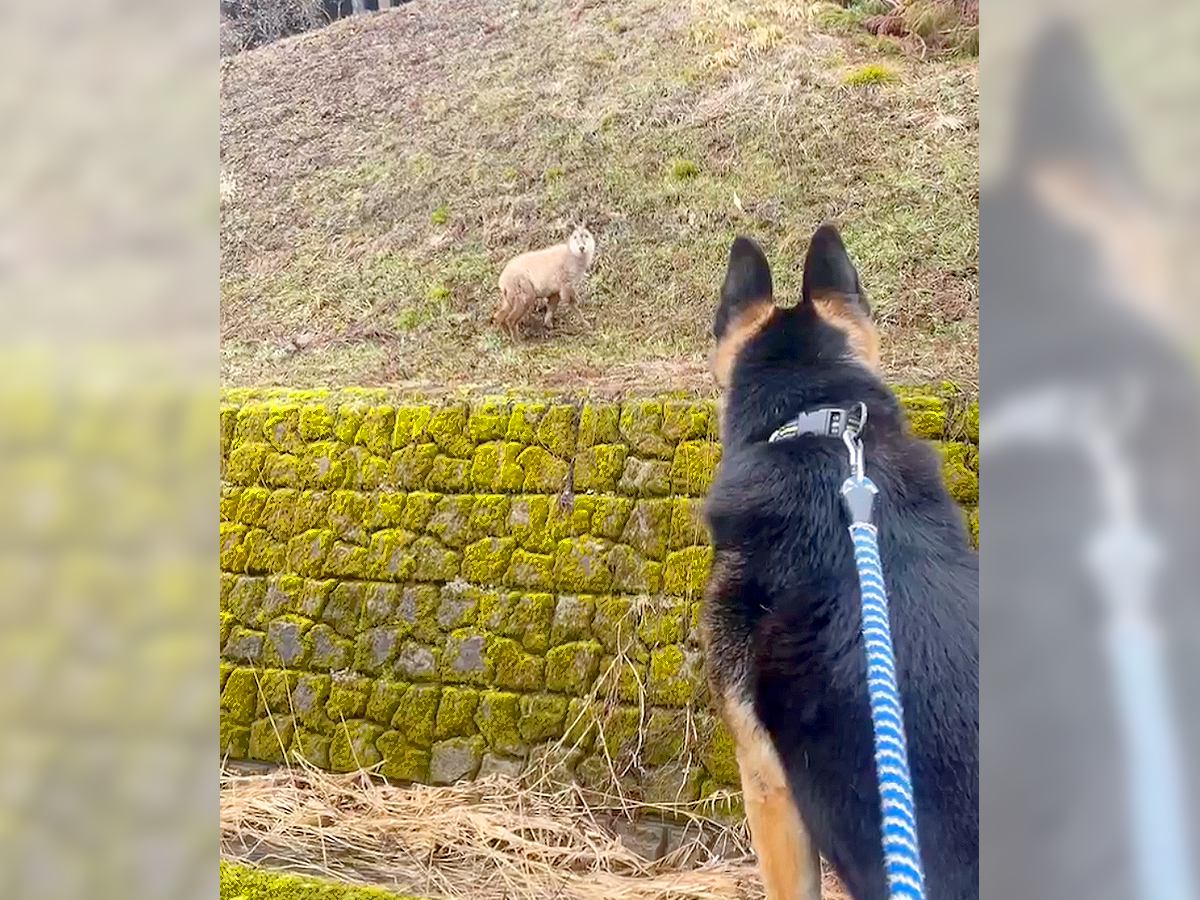 犬と裏庭にいったら…まさかの『野生動物』と遭遇する事態に139万表示の反響「すごい、天然記念物」「ワンコの気持ちわかる」驚きの声