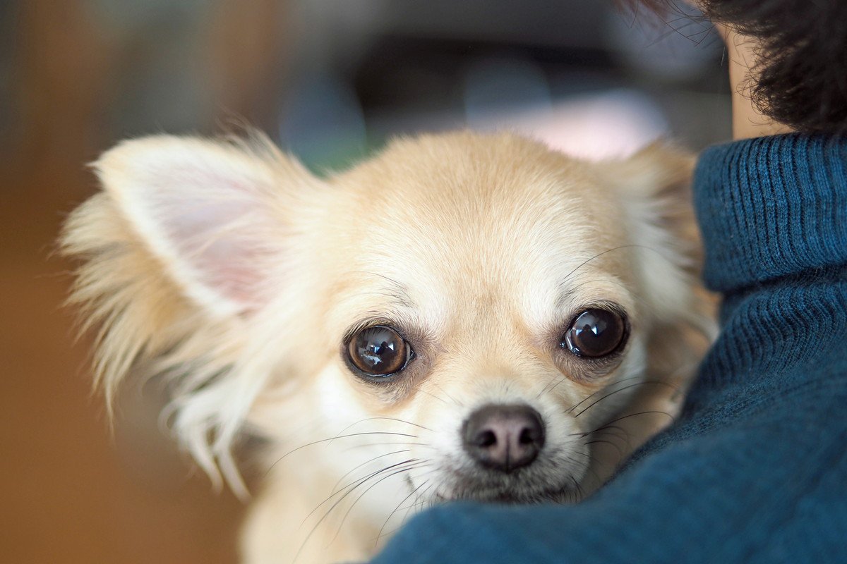 犬は飼い主の苦痛を感じ取ることができる！　飼い主を助けたいと考えていることが科学的に証明「感動した」