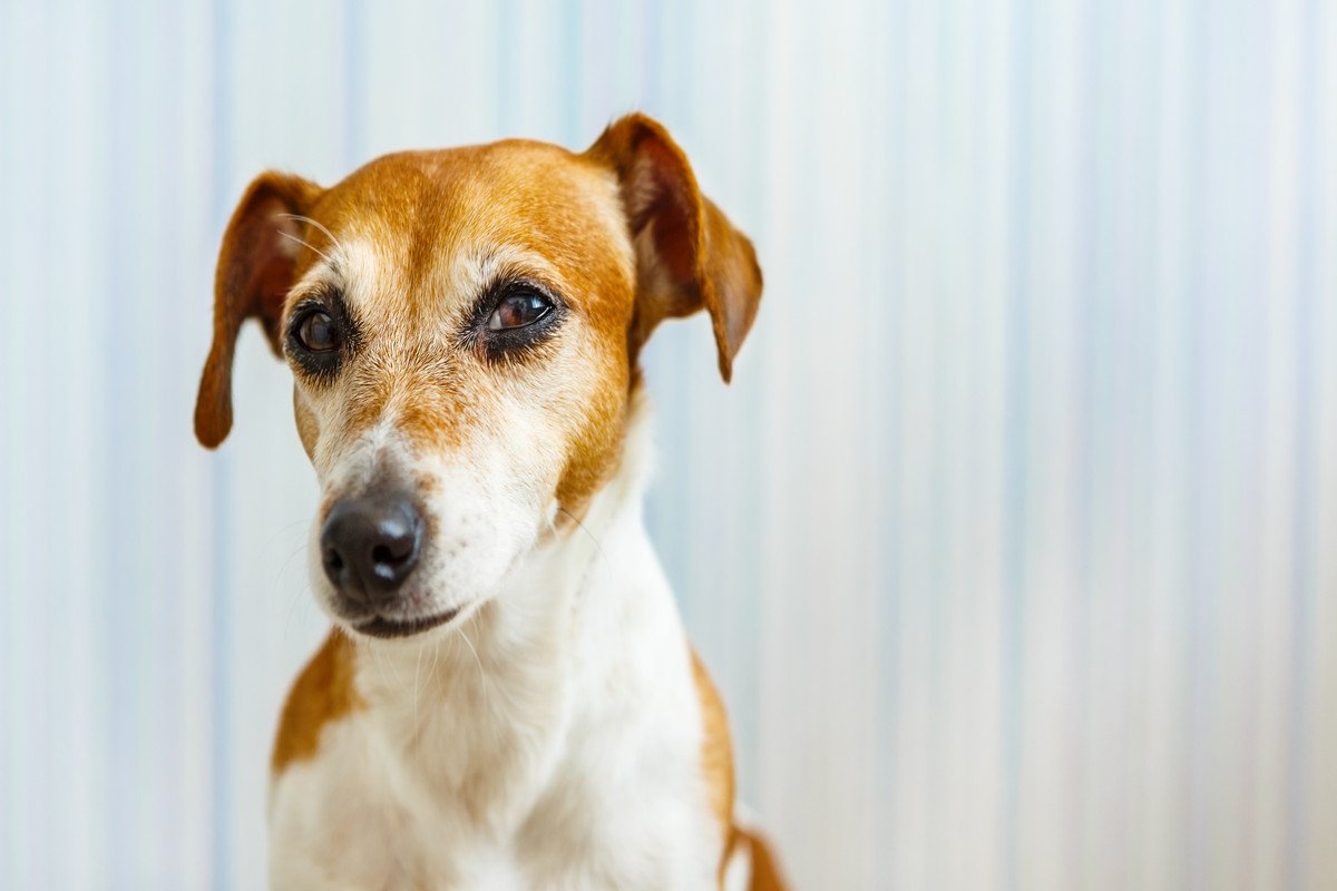 犬から『馬鹿にされる人』の特徴4選　愛犬からの信頼を失ってしまうタブー行為や改善策まで
