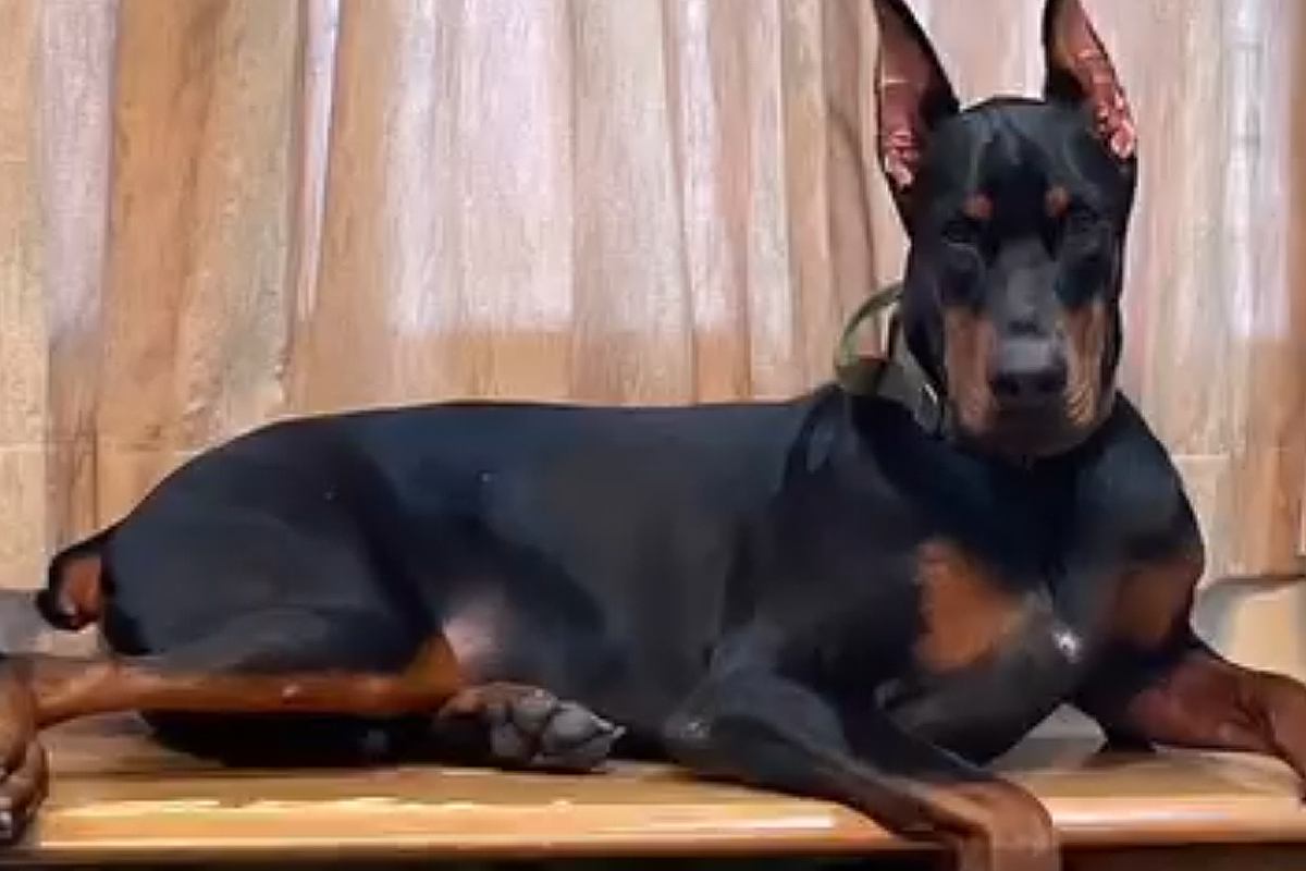 カッコいい『強面のドーベルマン』→実際に飼ってみると…思っているのと違いすぎる光景が29万再生「ニッコニコで可愛い」「ギャップがｗｗ」