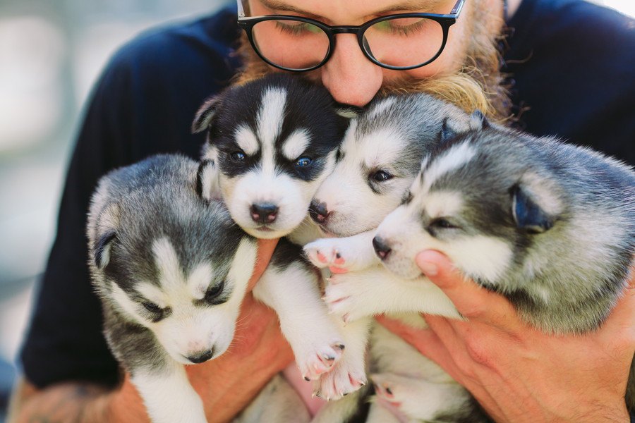 犬のブリーダーとは？種類と見分け方を分かりやすく解説