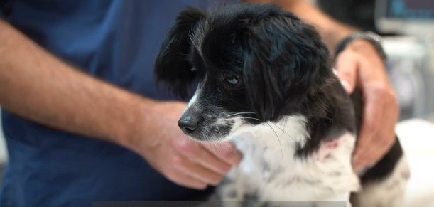 毒ヘビに咬まれた小型犬！毒が回り命の危険があるも適切な治療で生還