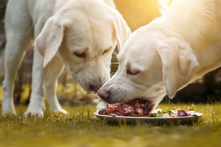 犬に鹿肉を与えるメリットと期待できる効果について